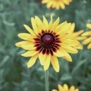 Yellow daisy with dark brown center