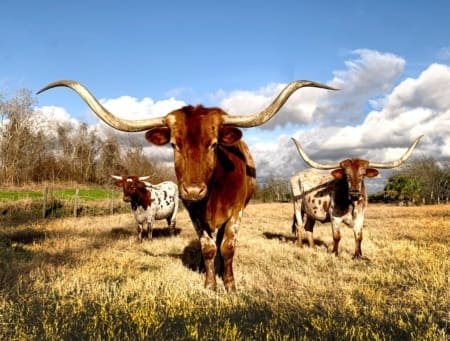 Three Texas Longhorn cattle in grassy field