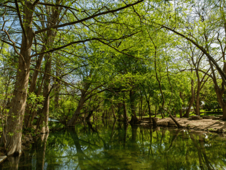 Tranquil tree-lined river reflecting green foliage Tranquil tree-lined river reflecting green foliage