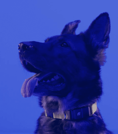 German shepherd wearing collar against blue background